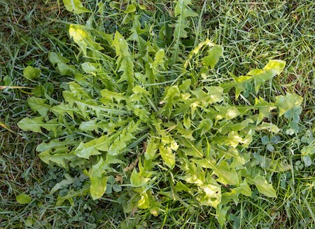 Common Lawn Diseases in Georgia and How to Prevent Them