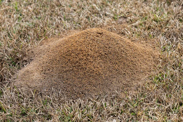 Ant Control